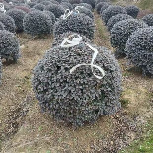 �t���^ľ�� ��ľ���� �@�־G�� �t����ľ�� ͥԺ�ͺ�ֲ��