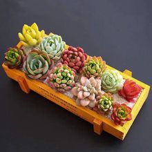 ����ֲ�����l10�w����+ľ��+���ײ��k���ҾGֲ�������ԑ��˺��B�S