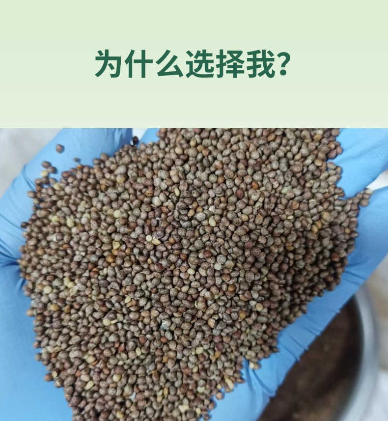 Northeast Fresh Perilla Seeds Zi Su Zi Edible Perilla Seed 500g Direct from Jilin key features