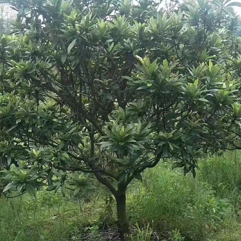园林绿化户外种植枇杷树苗批发 枇杷大树8-20公分款型粗规格齐全