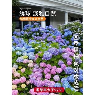 ���򻨷N�ӽ��򻨷N�����ļ����N�_�����������ѷNֲͥԺ�׻�����