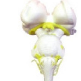 Kay-L1214 Brainstem Magnification Model Human Anatomy Teaching Model Brainstem Model Neurology Model