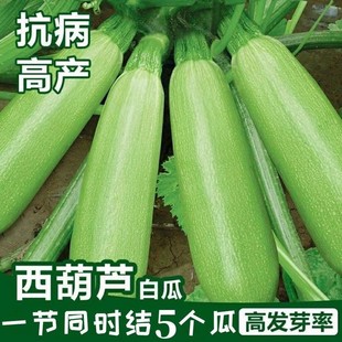 �����J�N��С�ϲ˹��ѹϽǹϸC��ռ�ϷN���ļ����N�a����