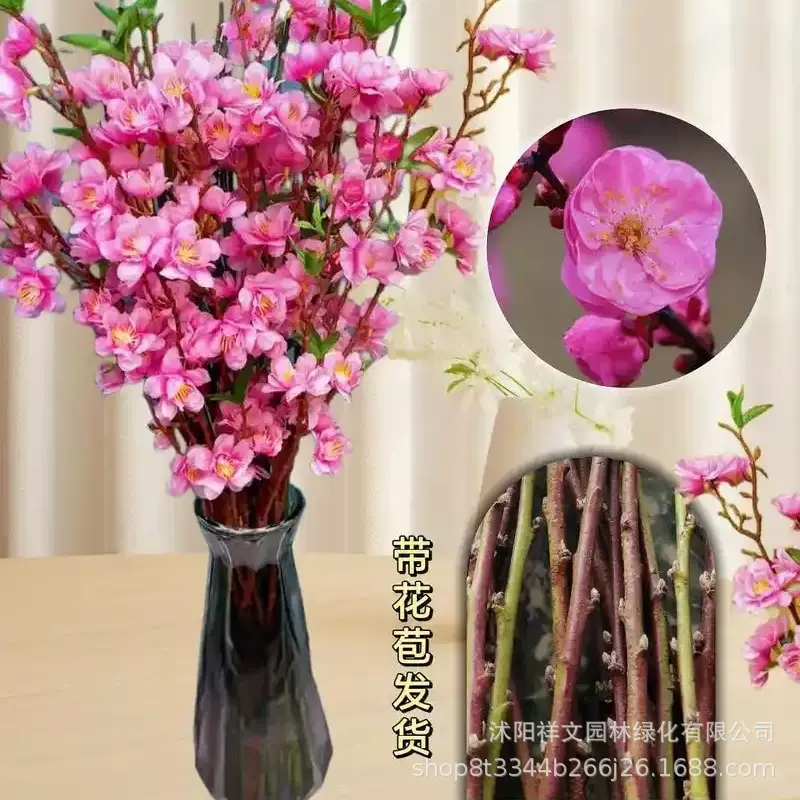 带花包水培红梅鲜枝条桃花树干枝珍珠李鲜花室内花卉盆栽切养植物