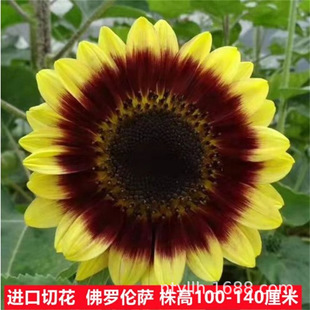 �������տ��N ���^���տ�������������տ���ɫ���տ��^�p���տ�