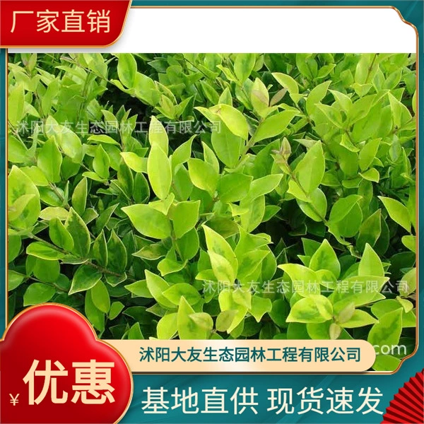 Мелкий лист Привет база оптом собственного производства сортов в комплекте с живописным ландшафтом инженерных зеленых саженцев