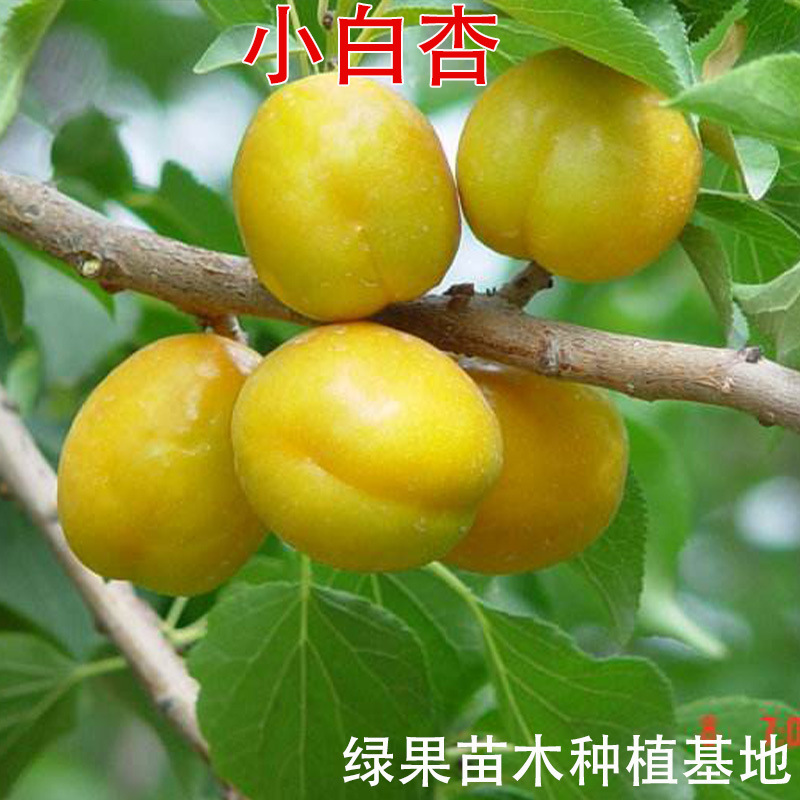 新疆小白杏树苗 嫁接杏子苗 南方北方种植果树 小白杏子苗 杏树苗