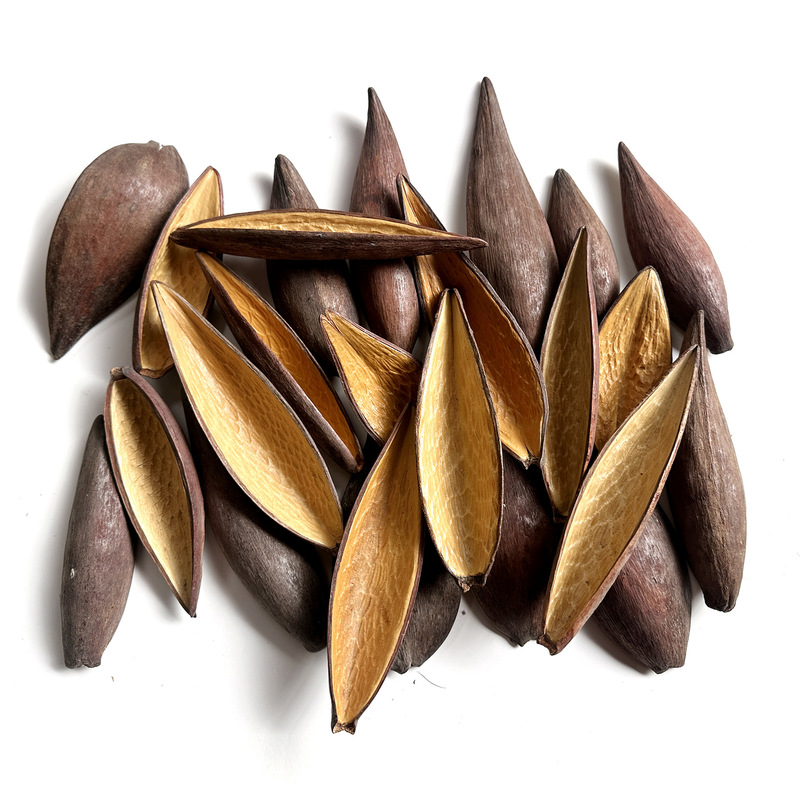 【Double-Sided Gold Shell】Plant Dried Flower Fruit Specimen Wooden Leaves Fruit Fridge Magnet Fruit Shell Handmade DIY 【Double-Sided Gold Shell】Plant Dried Flower Fruit Specimen Wooden Leaves Fruit Fridge Magnet Fruit Shell Handmade DIY