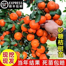 һ�����lɰ���٘���޽�ɳ�ǽ��Ә������Ը��ٟo�˹������ۮ���