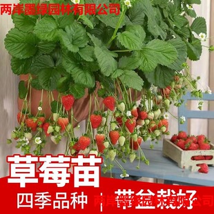 ��ݮ���ļ�����ʳ���̨���͹������Nֲ���Ϸ�����Y��