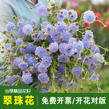 ��Ʒ���黨�N���{����{�ٽz�������⻨�@�̨���Թ��@��������