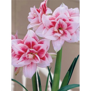 Imported Double-Flowered Amaryllis Bulbs Indoor and Outdoor Cold-Resistant Flower Potted Plants Courtyard Balcony Four-Season Flowering Bulbs