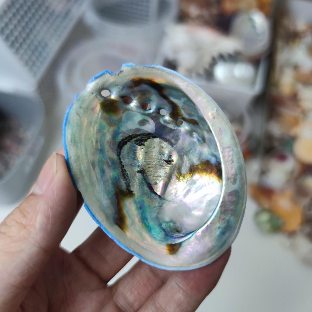 彩色蓝鲍鱼壳 新西兰鲍鱼壳绿鲍蓝色鲍鱼壳鼠尾草器具