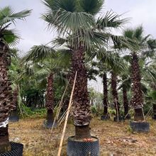 福建华棕老人葵批发 江西老人葵华棕报价 福建老人葵产地中东