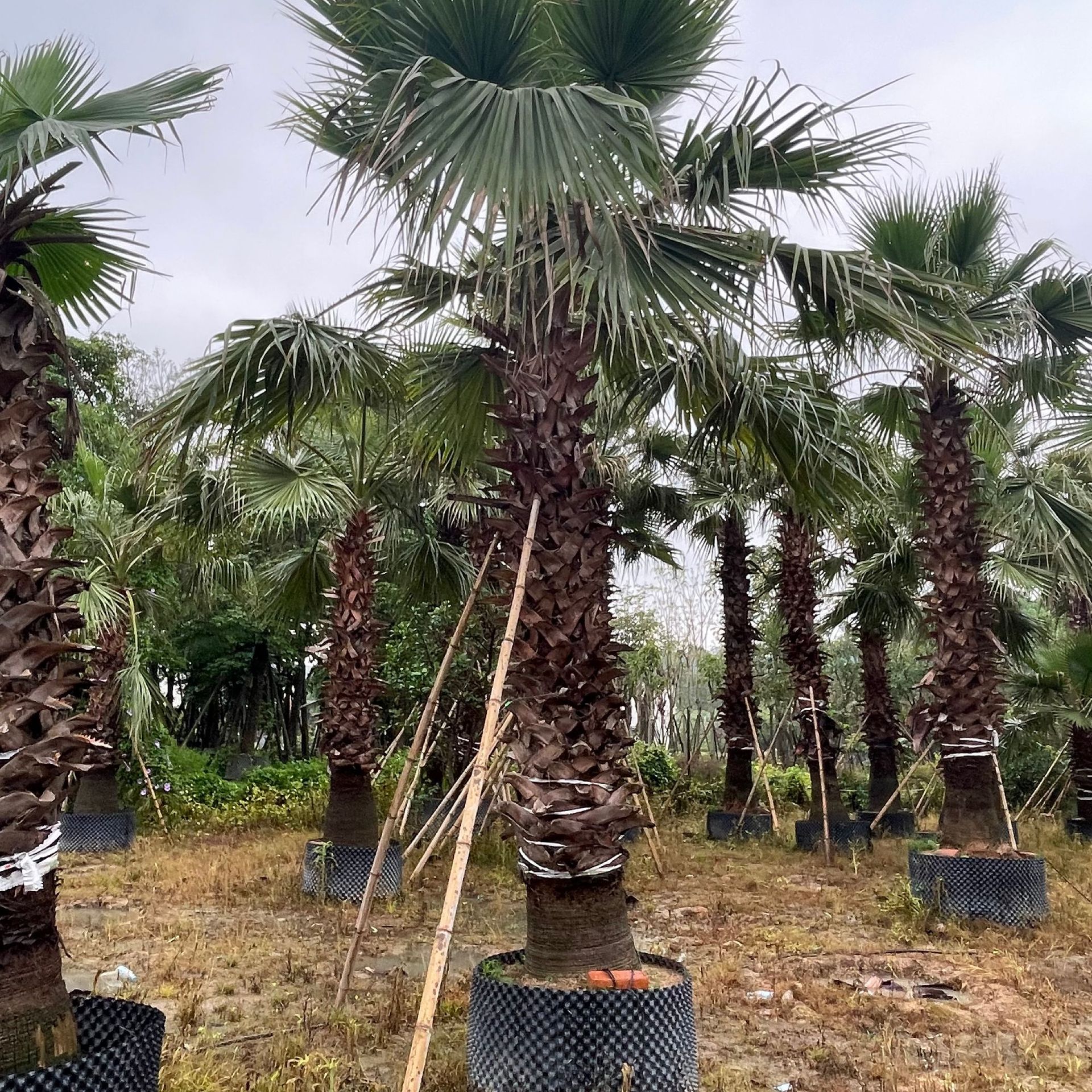 福建华棕老人葵批发 江西老人葵华棕报价 福建老人葵产地中东