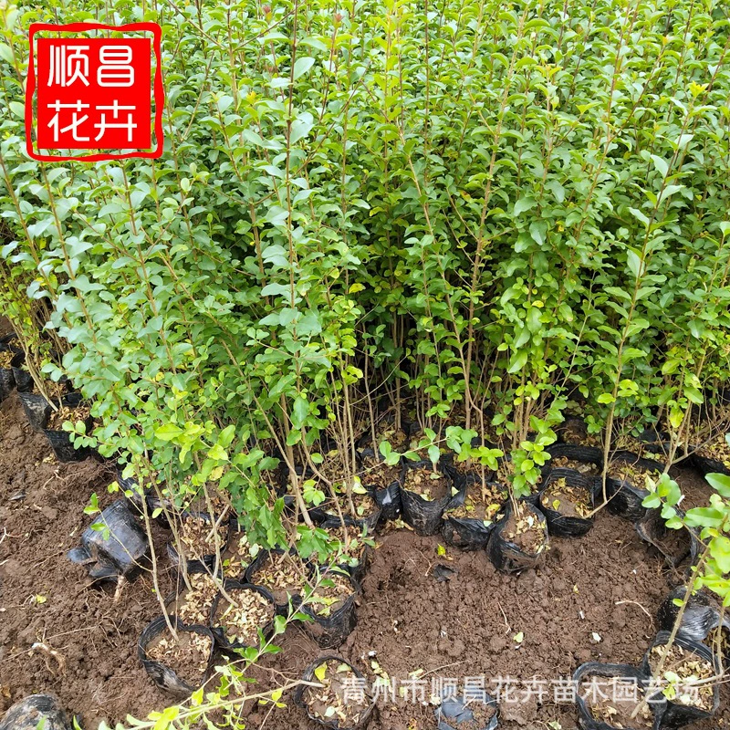 Лигиструм микрофиллум саженцы падуба Озеленение саженцы двор открытый забор бонсай забор растения вечнозеленые в любое время года