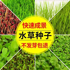 造景/装饰;其它水族用品;造景石