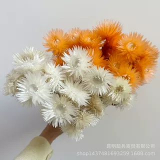 【带杆整扎旱雪莲】岩石花旱雪莲整把