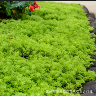 Golden Buddha Grassland Is a Plant That Can Be Viewed in All Seasons, Potted Plants, Courtyard Rockery, Green Roof, Heat-Resistant and Cold-Resistant