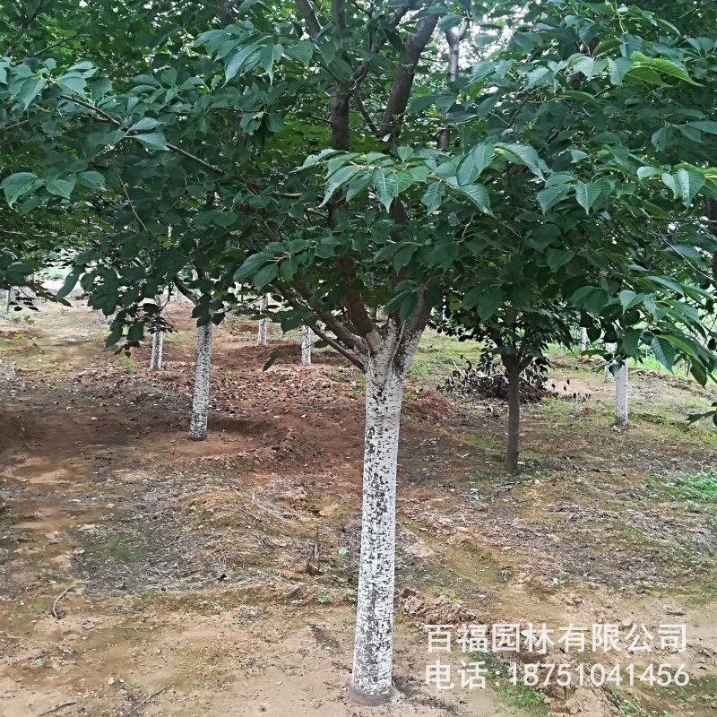 基地批发 日本早樱 苗圃优惠价格 早樱大树小苗 道路小区花灌木-阿里巴巴