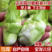 四川特产新鲜儿菜脆嫩抱子菜母子娃娃菜抱子芥菜产地直销5斤包
