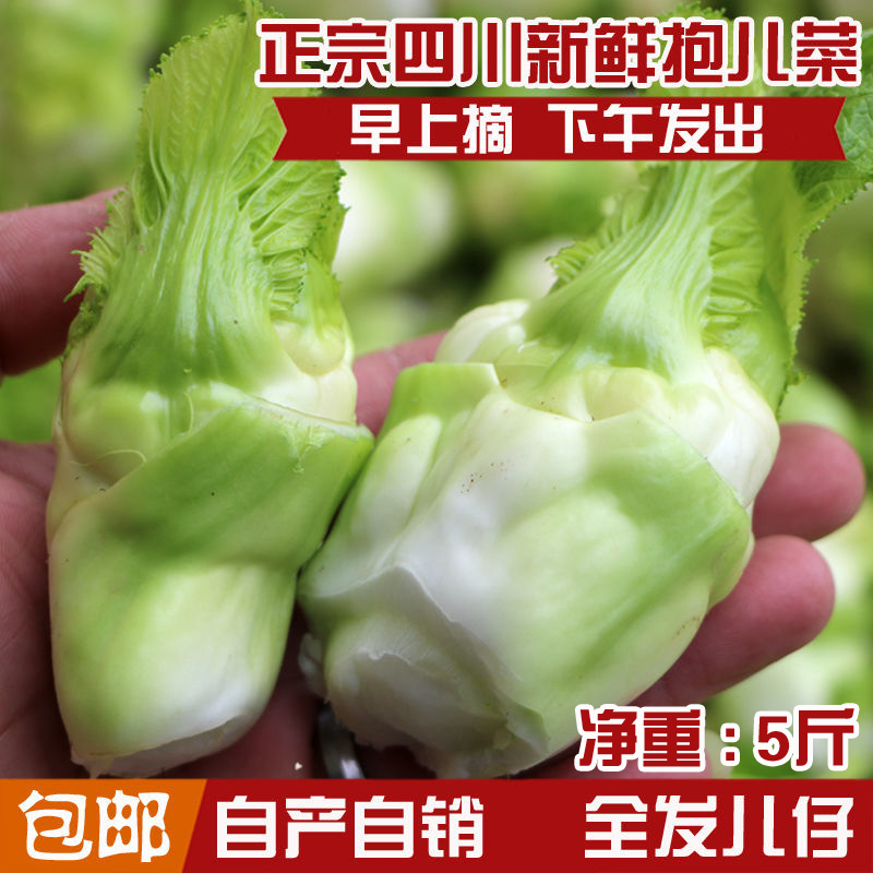 四川特产新鲜儿菜脆嫩抱子菜母子娃娃菜抱子芥菜产地直销5斤包