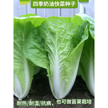 四季奶油快菜种子小白菜菜籽耐热速生快菜种孑阳台蔬菜籽种大全