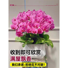 蝴蝶兰花苗带花剑带花苞盆栽兰花大苗客厅室内植物花卉四季好养活