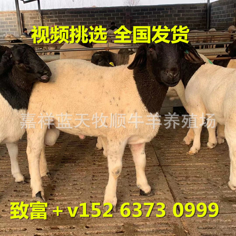 欢迎来场选购杜泊羊绵羊 怀孕绵羊多少钱一只羊苗包送货教技术