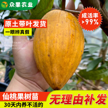 新品耀堂仙桃果苗鸡蛋果大果嫁接苗四季果树苗庭院盆栽南方地栽