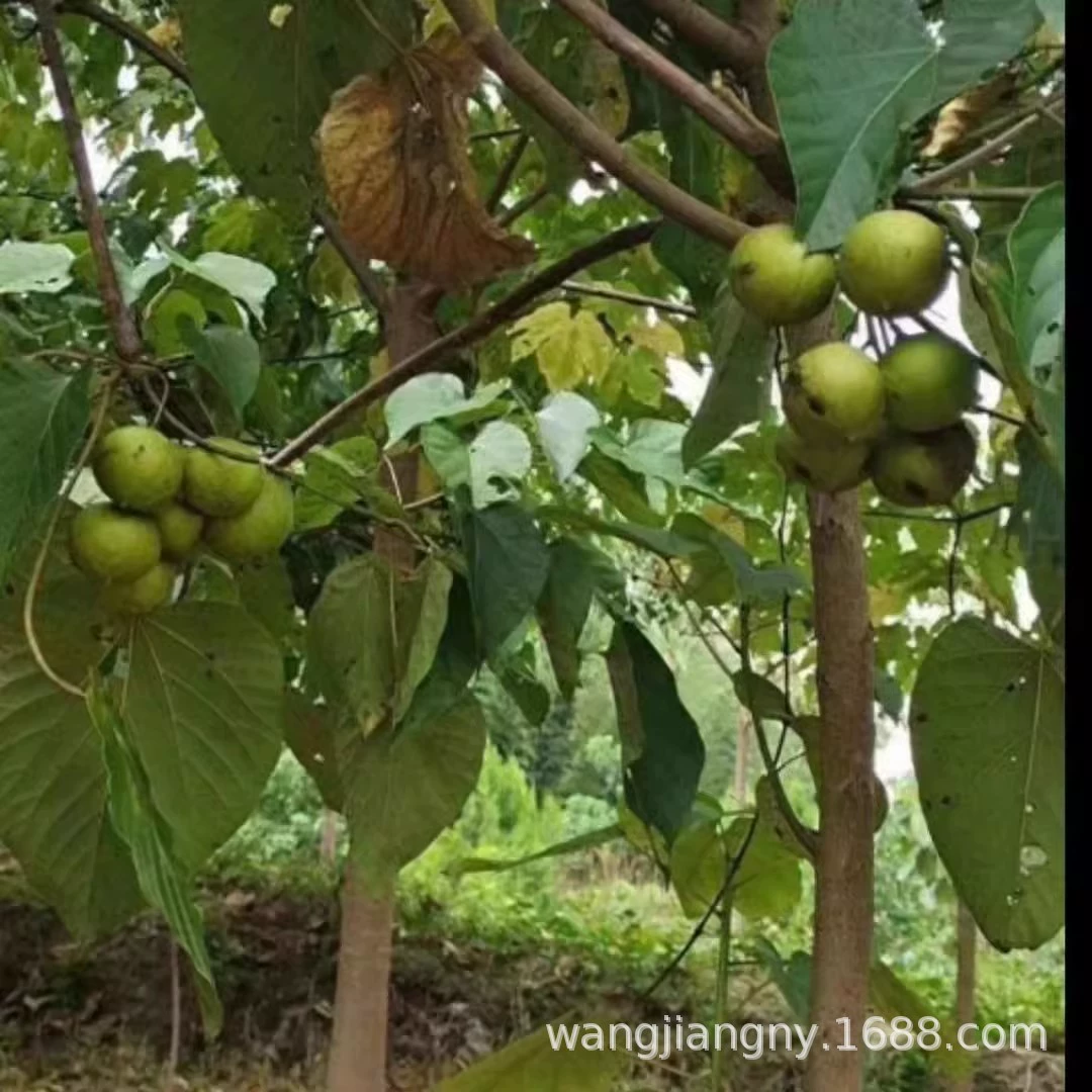 Саженцы масличного дерева Хунань, саженцы масличного дерева, база для посадки саженцев масличного дерева, заказать сейчас, свежеобнаруженные саженцы масличного дерева, саженцы для зеленения