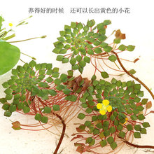 ˮ�~�׸�Ƽˮ��ֲ�︡�Գ�����ˮ�|΢���^ˮ����M��؛��