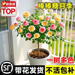 �����ǘ䘶�¼���֭�̨�����������҃���ͥԺ���@���^õ��ֲ��