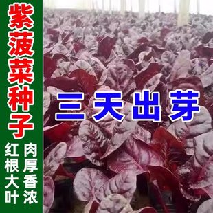 �ϲ��˷N�ӳ������ɫ���˲�˹�˼t���˷N��