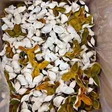 2025年新会二红皮  双水 三江  8年老树 批发 500克