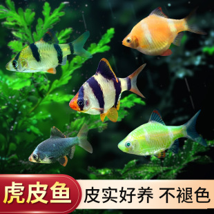 ��Ƥ�~�Ꭷ�~�^�p�~�G��Ƥ��Ƥ��ʹ�~���ֺ��B�ͻ�С�ͻ��w�~