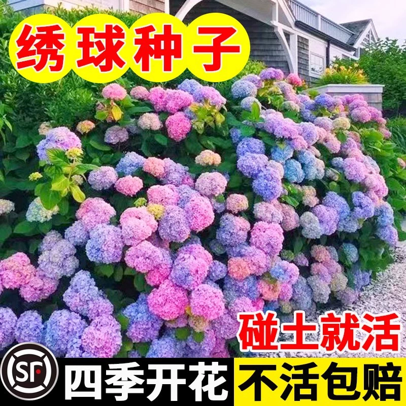 Гортензия семян семян семян на открытом воздухе четыре сезона посев смешанные цветочные семена двор цветущие многолетние растения цветочные горшечные растения