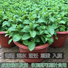 薄荷盆栽可食用水培植物绿植室内四季好养驱蚊香水养留兰香