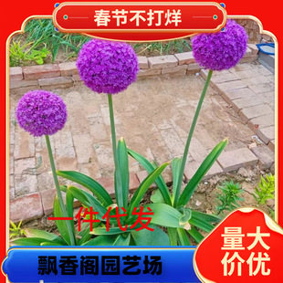 One Piece of Dropshipping Large Green Onion Bulb Ambassador Ball King Courtyard Winter Cold-Resistant Flower Garden House Flower Mirror Plant Large