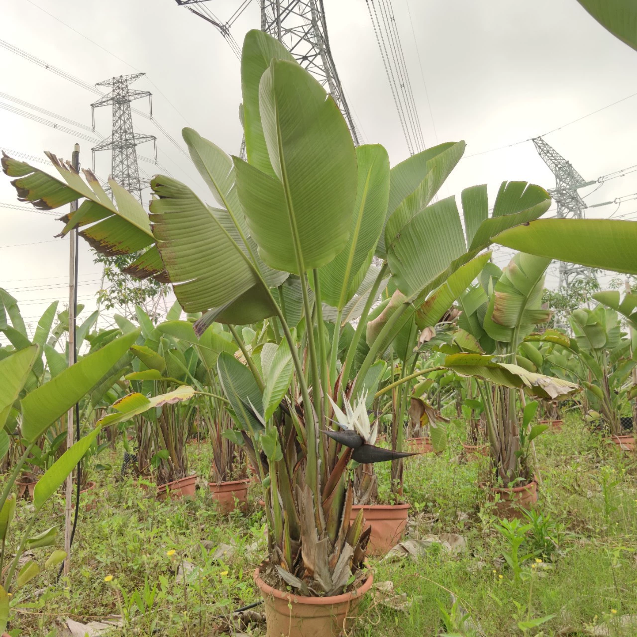 2304 питомник поставляет белых цветов Райские птицы высотой 1-3 метра
