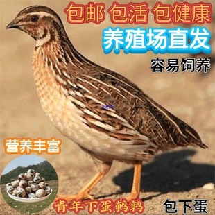 �g�����������µ���ֳ�g��������BС�u���̨���B�����g���u���w