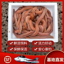 活沙蚕红沙蚕青沙蚕鲈鱼饵海蚂蝗海蜈蚣海钓半斤装餐盒装仿生软饵