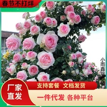 一件代发蔷薇花苗藤本月季特大花树庭院爬藤植物花卉盆栽阳台玫瑰