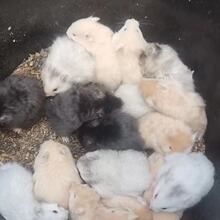 ��ë����������꾫ƷС�������С�������걸��