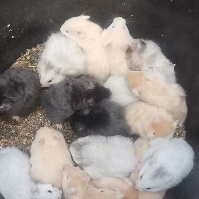 Длинношерстный медведь оптом зоомагазин бутик маленький питомец