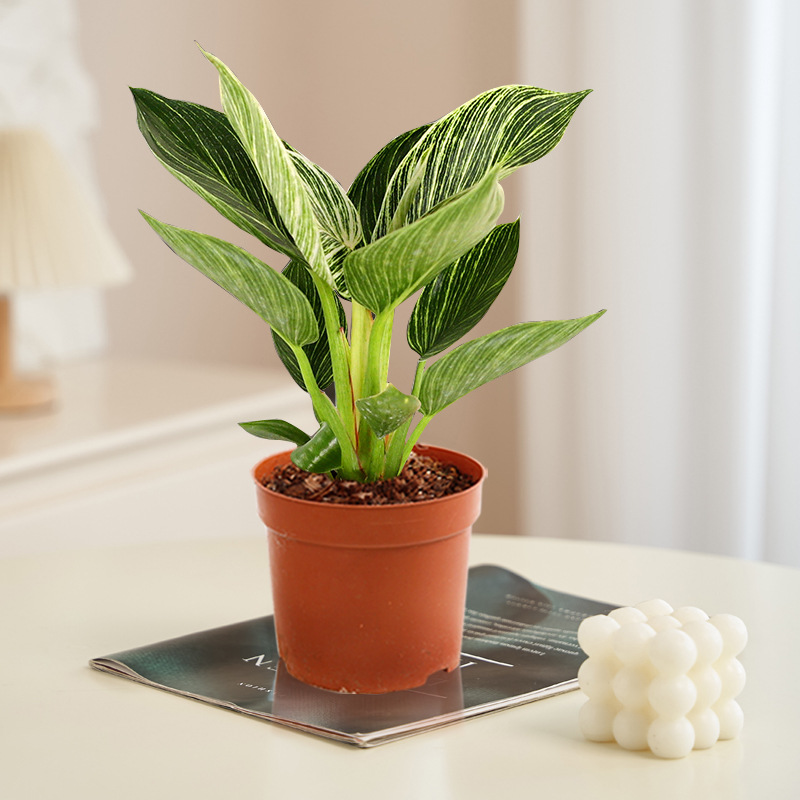 백금다이아몬드 25-30cm 1개 + 영양액 [수경재배/토양재배 가능]