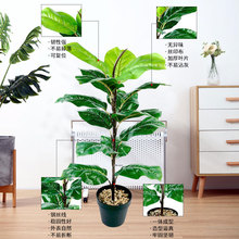 �羳����Gֲ���Լ٘��Ř��~ �Ҿ��҃ȹ����b�ֲ���� ���~��