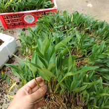 ������ˮʯ���m�� С������ �_���������҃��̨���B�ͺ����ܾGֲ