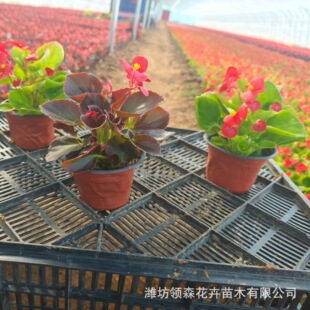 �ļ����� ���Ļ����Ԙ����辰�ذ�ͥԺ�Gֲ���҃��ļ������_��