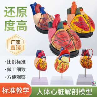 ���w��׼���K����ģ�� B���ʳ��ɲ�ж��Ȼ�����K�t�W�̌W�̾�ģ��